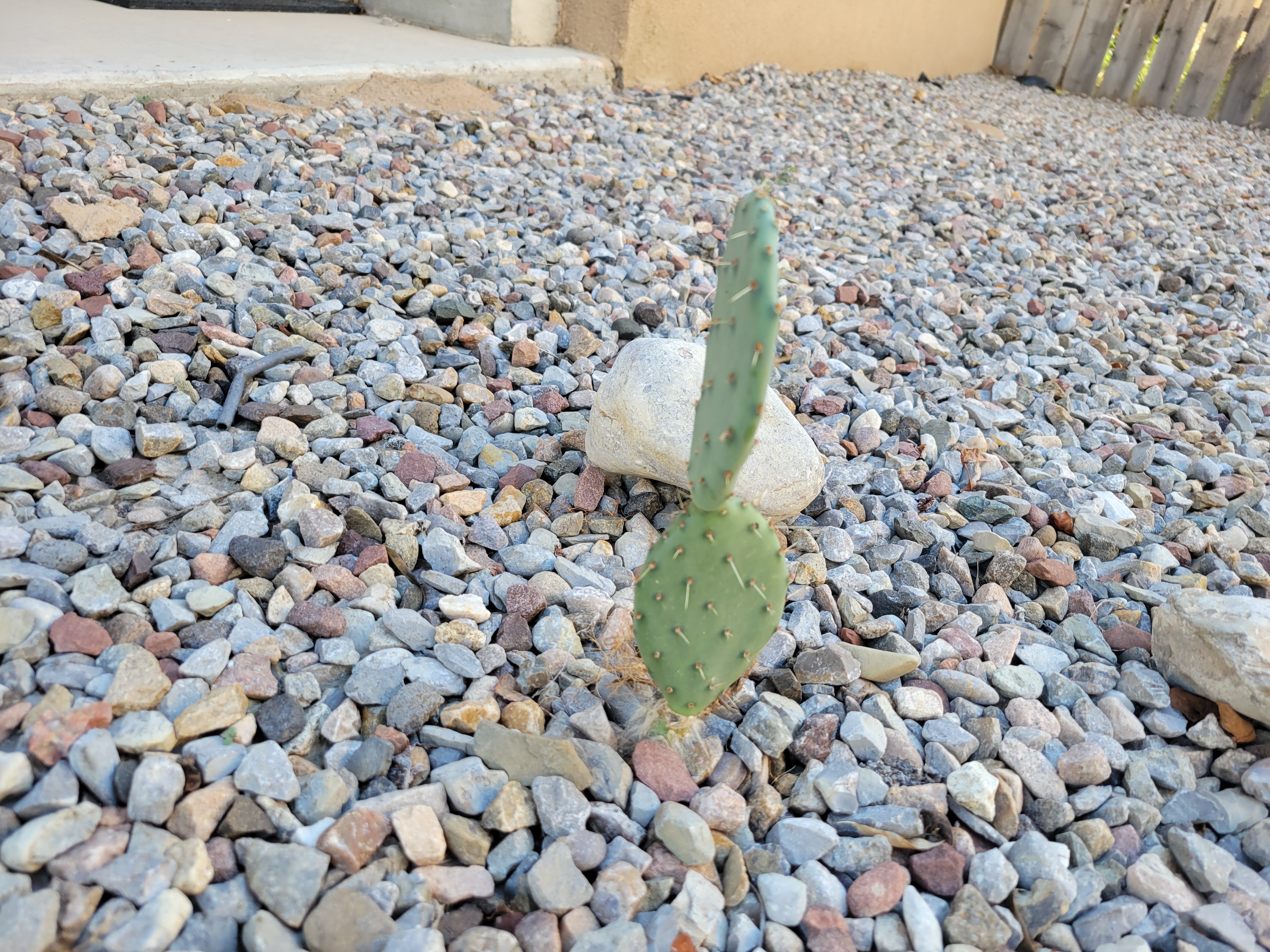Side view of prickly pear cactus.